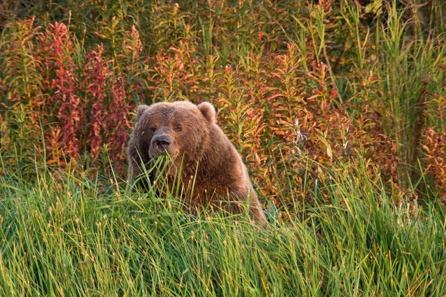 Katmai National Park Bear Viewing